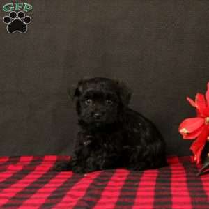 Nyla, Maltipoo Puppy